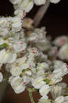 Heartsepal buckwheat